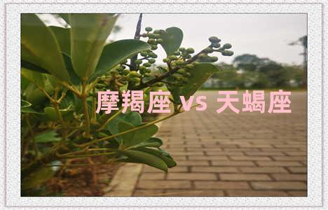 摩羯座 vs 天蝎座